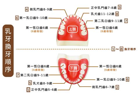 換牙